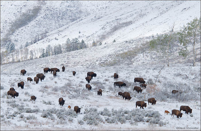 &nbsp;A herd of bison passes over a flank of Blacktail Butte after the first snow of the season. I was surprised to see young...